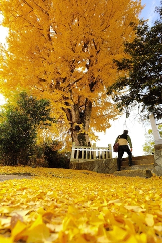 地域住民が大切に守り続けているイチョウの木。境内や周辺を黄色く染める＝三木市別所町高木