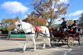 馬車を引き、園内をさっそうと歩くポニーのヤマト＝三木ホースランドパーク（撮影・大山伸一郎）