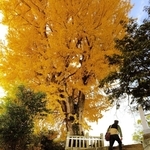 地域住民が大切に守り続けているイチョウの木。境内や周辺を黄色く染める＝三木市別所町高木