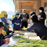 田植え1回でコメ2度刈り取り　園児ら、収穫できた!!　技術者の助言受け、刈った稲株育てる　三木