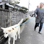 散歩に出る小鉄とみずえら。「オレ、モウツカレテン」と近道をすることもしばしば＝三木市吉川町上松