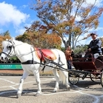馬車を引き、園内をさっそうと歩くポニーのヤマト＝三木ホースランドパーク（撮影・大山伸一郎）
