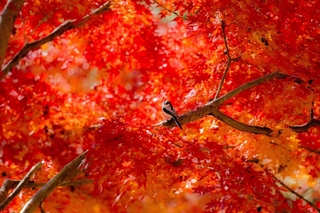 最優秀賞に輝いた村岡優人さんの作品「綾錦をまとって」（県立フラワーセンター提供）