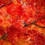 最優秀賞に輝いた村岡優人さんの作品「綾錦をまとって」（県立フラワーセンター提供）