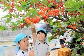真っ赤に実ったサクランボを摘む園児ら＝三木市加佐