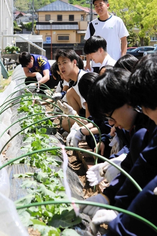 校舎前の畑で野菜の栽培に挑戦する３年生＝三木北高校