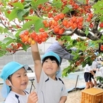 真っ赤に実ったサクランボを摘む園児ら＝三木市加佐