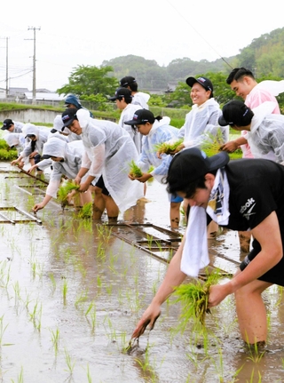 水田に入って手作業での田植えに挑戦する大学生ら＝三木市吉川町実楽
