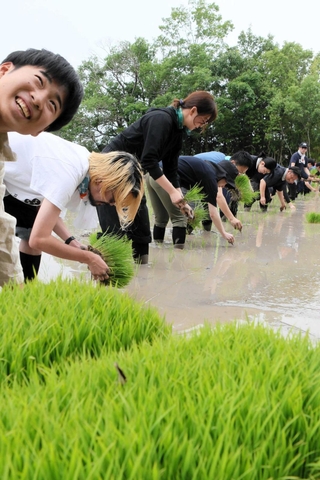 水田に入り、田植えをするフィールドツアーの参加者＝三木市久留美