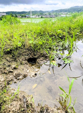 モグラが開けたとみられる穴から、田んぼの水が少しずつ抜けていた＝三木市内