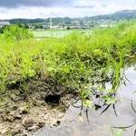 モグラが開けたとみられる穴から、田んぼの水が少しずつ抜けていた＝三木市内