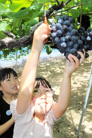 たわわに実ったブドウの収穫を楽しむ子どもたち＝三木市平井