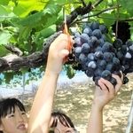 たわわに実ったブドウの収穫を楽しむ子どもたち＝三木市平井