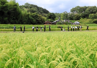 稲穂が色づき始めた田んぼを視察する専門家ら＝三木市吉川町古市