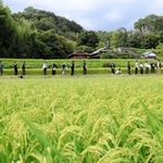 稲穂が色づき始めた田んぼを視察する専門家ら＝三木市吉川町古市