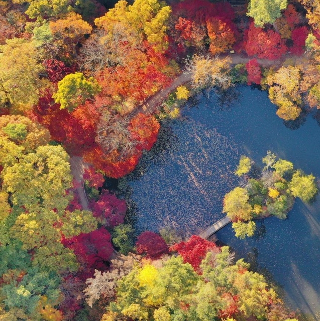 ○彩前線／森林植物園（神戸市北区）⑥