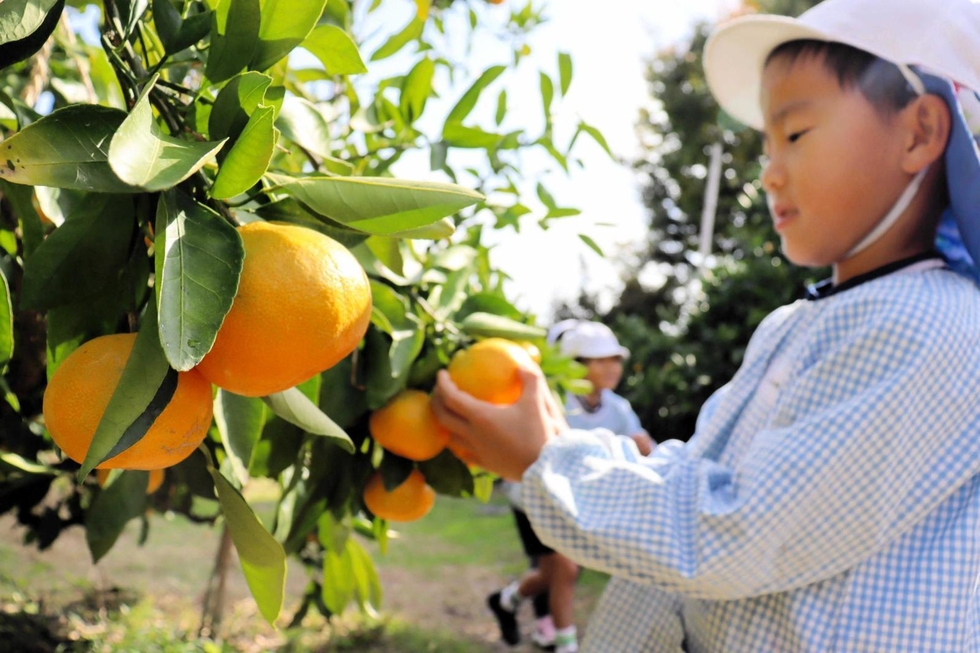 〇平岡農園ミカン狩り