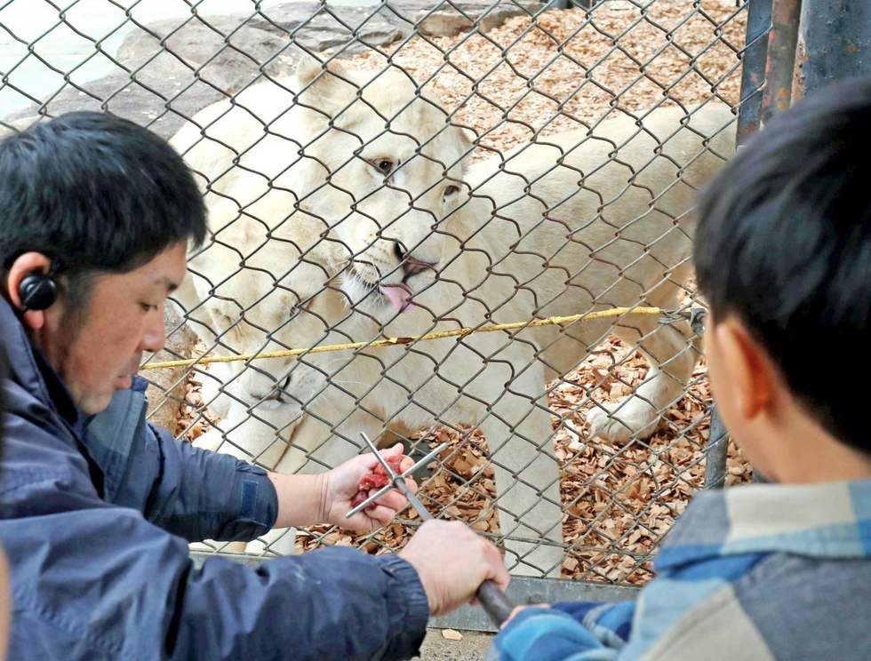 ホワイトライオンお目見え