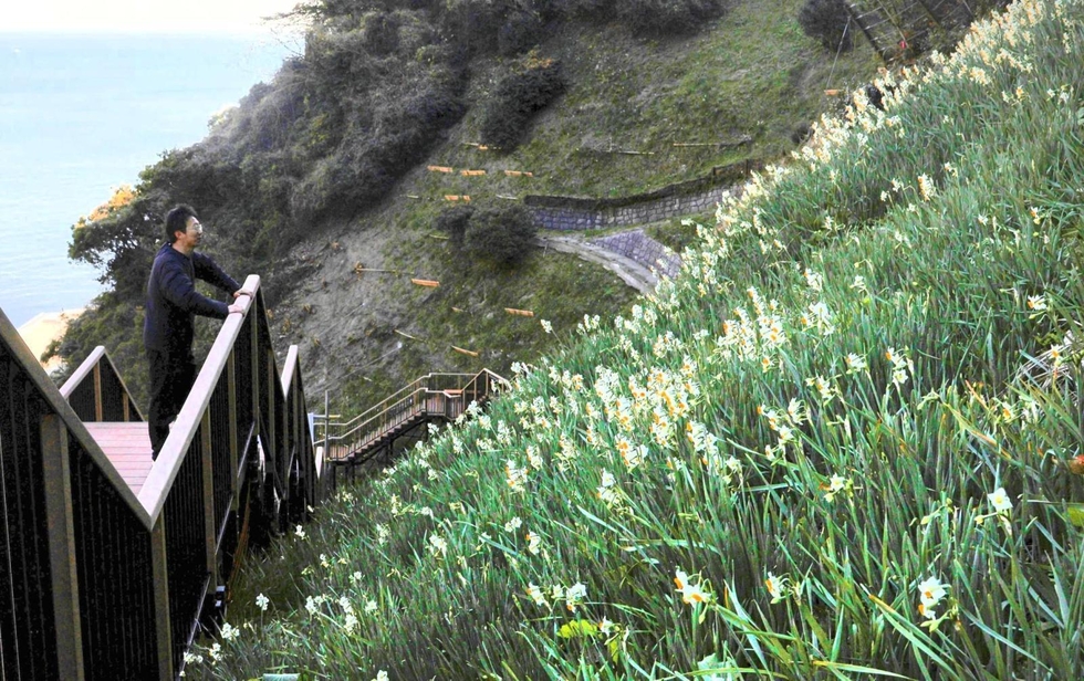 ○灘黒岩水仙郷