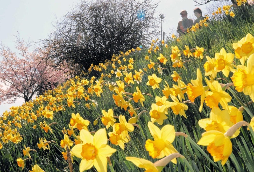 〇ラッパスイセン