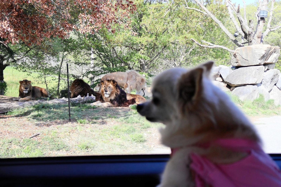 ●さ姫セン　ドッグサファリ②ライオン（Ｐ説のみ）