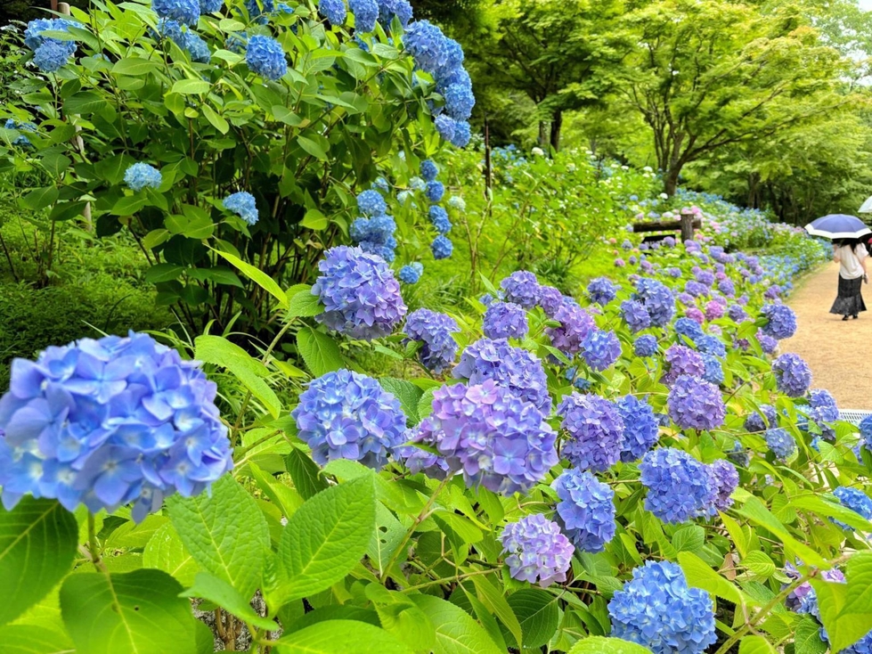 ○四季便り・あじさい（提供、トリミング自由）