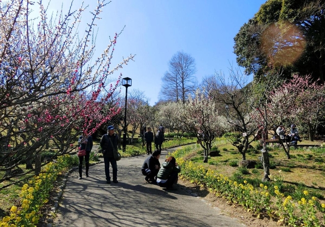 須磨離宮公園の梅見会 イベントを探す 兵庫おでかけプラス 神戸新聞next