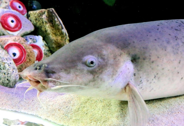 キモかわ展 イベントを探す 兵庫おでかけプラス 神戸新聞next