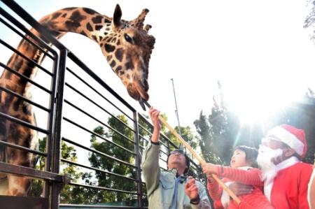 キリンとゾウの餌やり体験が大人気 姫路市立動物園で催し おでかけトピック 兵庫おでかけプラス 神戸新聞next