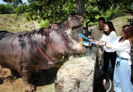 スリル満点 カバの歯磨き 姫路の動物園 おでかけトピック 兵庫おでかけプラス 神戸新聞next