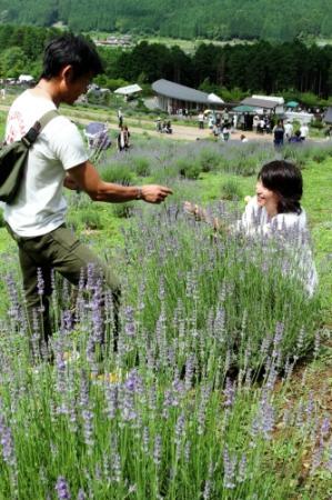 香りに包まれ摘み取り体験 ラベンダーパーク多可 おでかけトピック 兵庫おでかけプラス 神戸新聞next