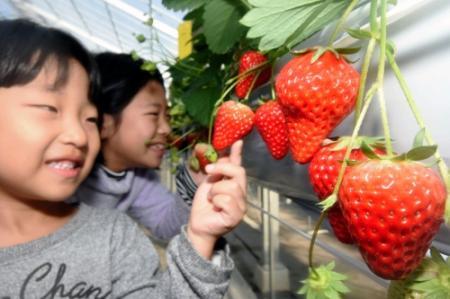 １ ５の語呂に合わせ 三田市内でイチゴ狩り一斉スタート おでかけトピック 兵庫おでかけプラス 神戸新聞next