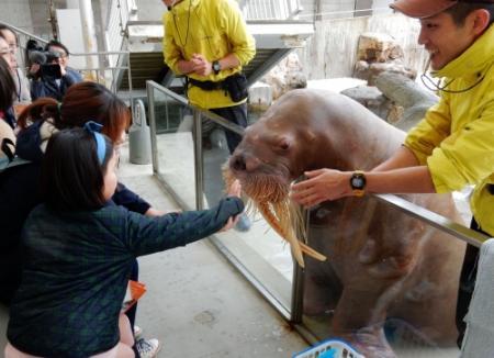 セイウチのひげ触ろう 豊岡の水族館でツアー開始 おでかけトピック 兵庫おでかけプラス 神戸新聞next