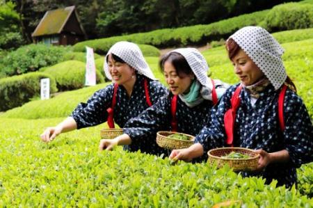 着物と手拭いで茶娘気分 神戸唯一の茶園で茶摘み おでかけトピック 兵庫おでかけプラス 神戸新聞next 着物と手拭いで茶娘気分 神戸唯一の茶園で茶摘み おでかけトピック 兵庫おでかけプラス 神戸新聞next