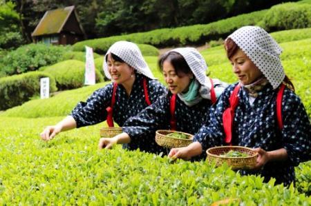 着物と手拭いで茶娘気分 神戸唯一の茶園で茶摘み おでかけトピック 兵庫おでかけプラス 神戸新聞next