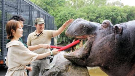 カバの歯磨きしませんか 姫路セントラルパーク おでかけトピック 兵庫おでかけプラス 神戸新聞next