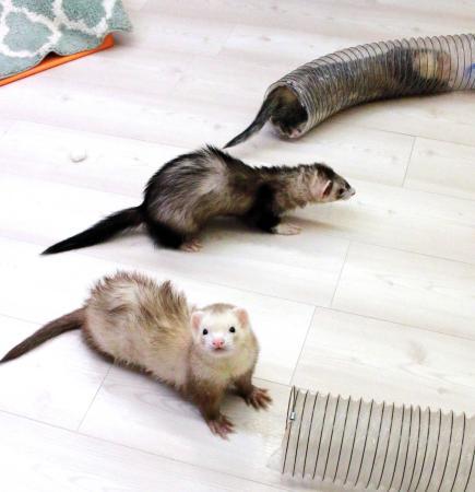 フェレット コツメカワウソと遊ぼう 神戸の動物カフェ おでかけトピック 兵庫おでかけプラス 神戸新聞next フェレット コツメカワウソと遊ぼう 神戸の動物カフェ おでかけトピック 兵庫おでかけプラス 神戸新聞next