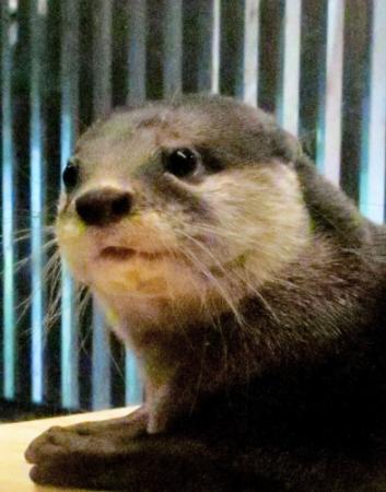 フェレット コツメカワウソと遊ぼう 神戸の動物カフェ おでかけトピック 兵庫おでかけプラス 神戸新聞next フェレット コツメカワウソと遊ぼう 神戸の動物カフェ おでかけトピック 兵庫おでかけプラス 神戸新聞next