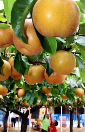 もぎたてその場で 水気たっぷり 神戸観光なし園 おでかけトピック 兵庫おでかけプラス 神戸新聞next