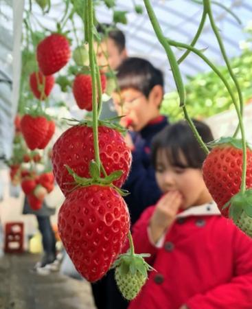 シーズン到来イチゴ狩り 観光農園家族でにぎわう おでかけトピック 兵庫おでかけプラス 神戸新聞next