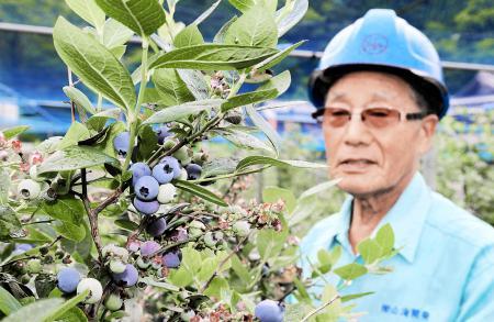 旬のブルーベリーいかが 上郡に観光農園オープン おでかけトピック 兵庫おでかけプラス 神戸新聞next