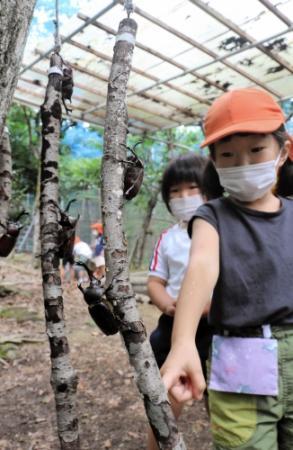 かぶとむしど む 今年も開園 市川の野外活動施設 おでかけトピック 兵庫おでかけプラス 神戸新聞next かぶとむしど む 今年も開園 市川の野外活動施設 おでかけトピック 兵庫おでかけプラス 神戸新聞next