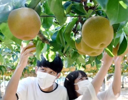 甘 い旬の味手に取って ナシとブドウ農園開園 神戸市西区 おでかけトピック 兵庫おでかけプラス 神戸新聞next