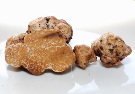 牧場に…思わぬ高級食材 国産の新種トリュフ発見 | おでかけ