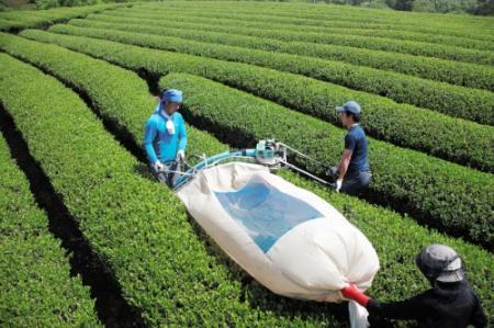 朝来で一番茶収穫開始 山あいに響く茶刈機の音 | おでかけトピック 
