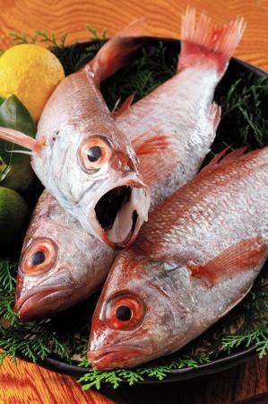 高級魚ノドグロを香美町で １８軒で料理提供 おでかけトピック 兵庫おでかけプラス 神戸新聞next