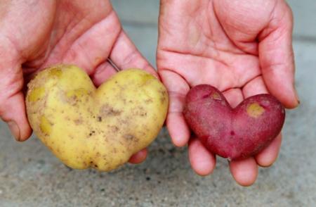ハート形のジャガイモ２個収穫 朝来の女性宅 おでかけトピック 兵庫おでかけプラス 神戸新聞next