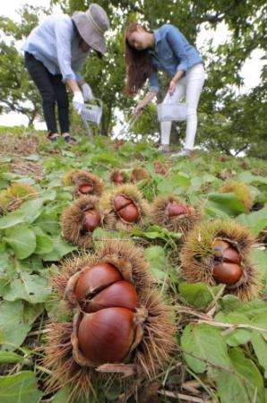イガに大粒の実いっぱい みとろ観光果樹園で栗拾い おでかけトピック 兵庫おでかけプラス 神戸新聞next イガに大粒の実いっぱい みとろ観光果樹園で栗拾い おでかけトピック 兵庫おでかけプラス 神戸新聞next