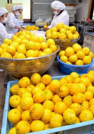 小河ゆずの収穫最盛期 添加物使わず加工品も 相生 おでかけトピック 兵庫おでかけプラス 神戸新聞next