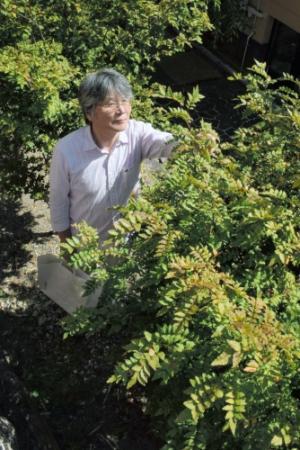 新鮮な山椒 花 言葉 美しい花の画像 新鮮な山椒 花 言葉 美しい花の画像